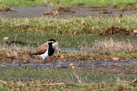 Banded Lapwing (Vanellus tricolor)